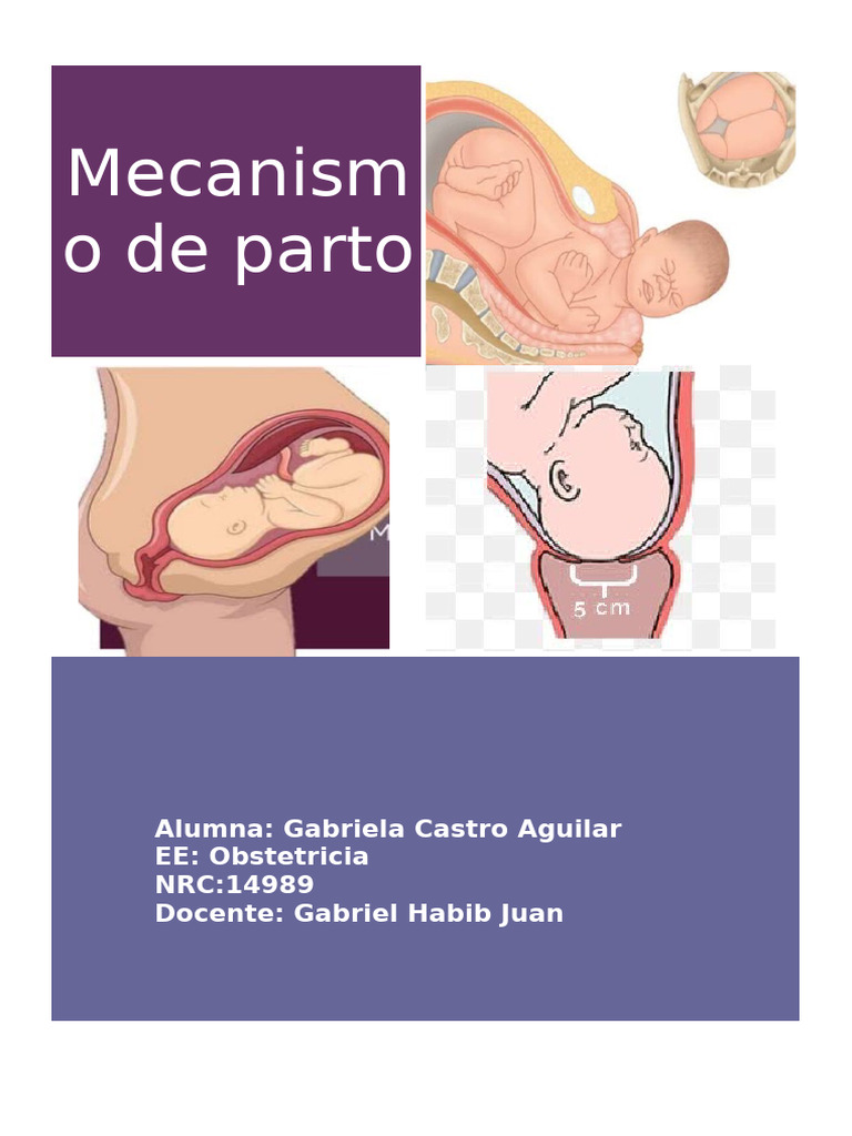 Mecanismo de Parto: Fases y Proceso | PDF | Parto | Pelvis