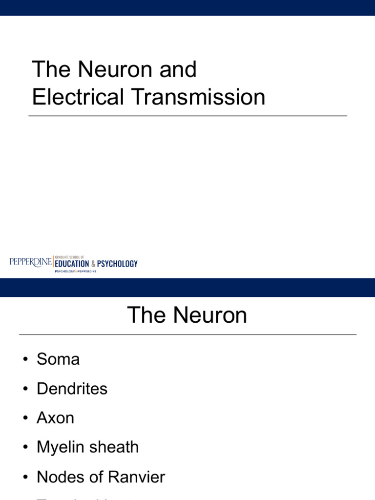 627 Unit 2 Lecture Slides | PDF | Axon | Central Nervous System