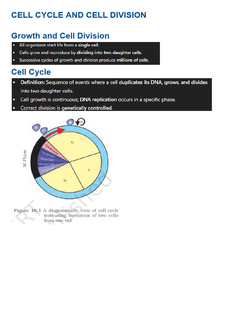Cell Cycle and Division Explained | PDF