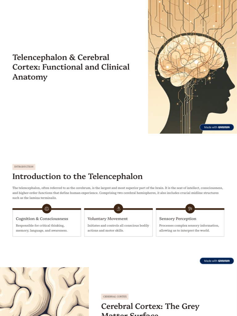 Telencephalon and Cerebral Cortex Functional and Clinical Anatomy | PDF ...