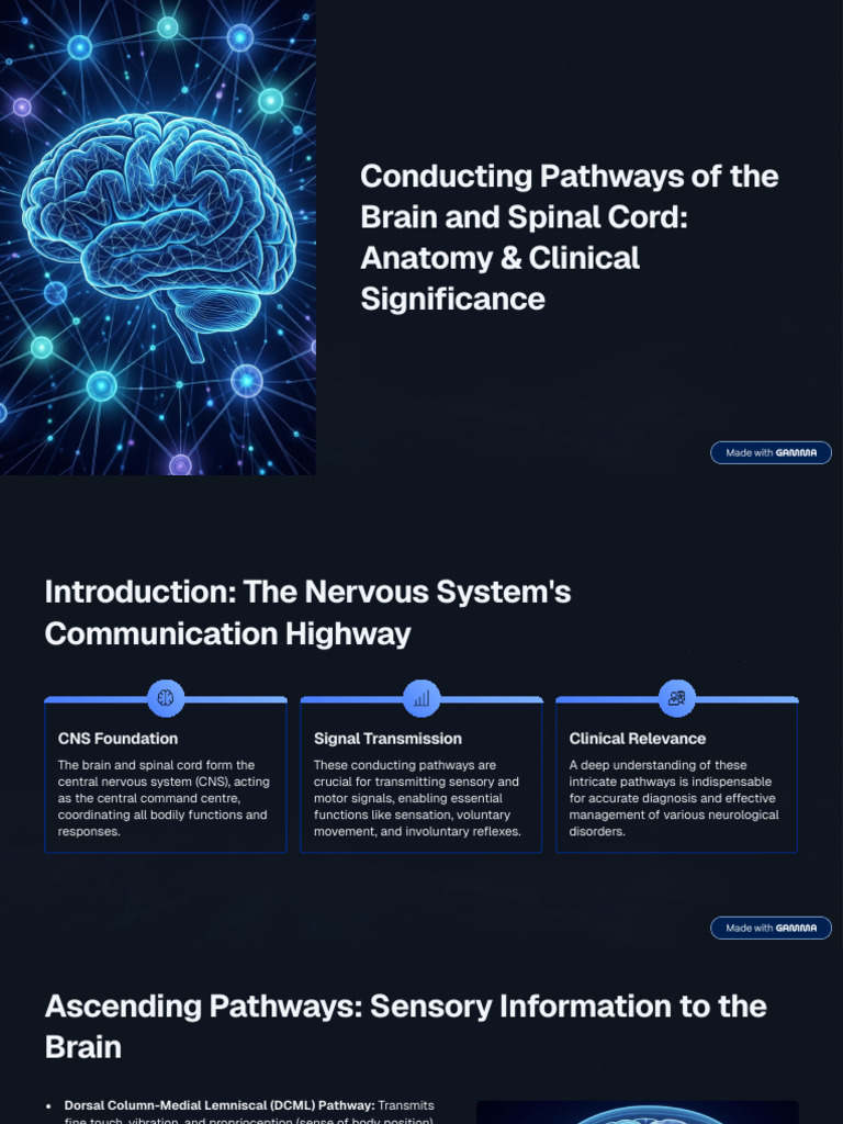 Conducting Pathways of the Brain and Spinal Cord Anatomy and Clinical ...