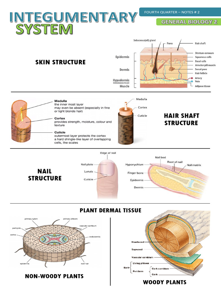 Integumentary System Overview and Structure | PDF | Integumentary ...