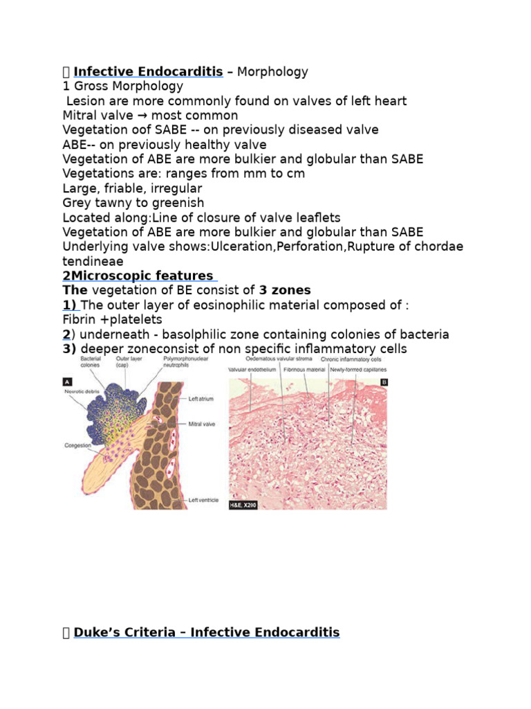 Infective Endocarditis: Diagnosis & Morphology | PDF