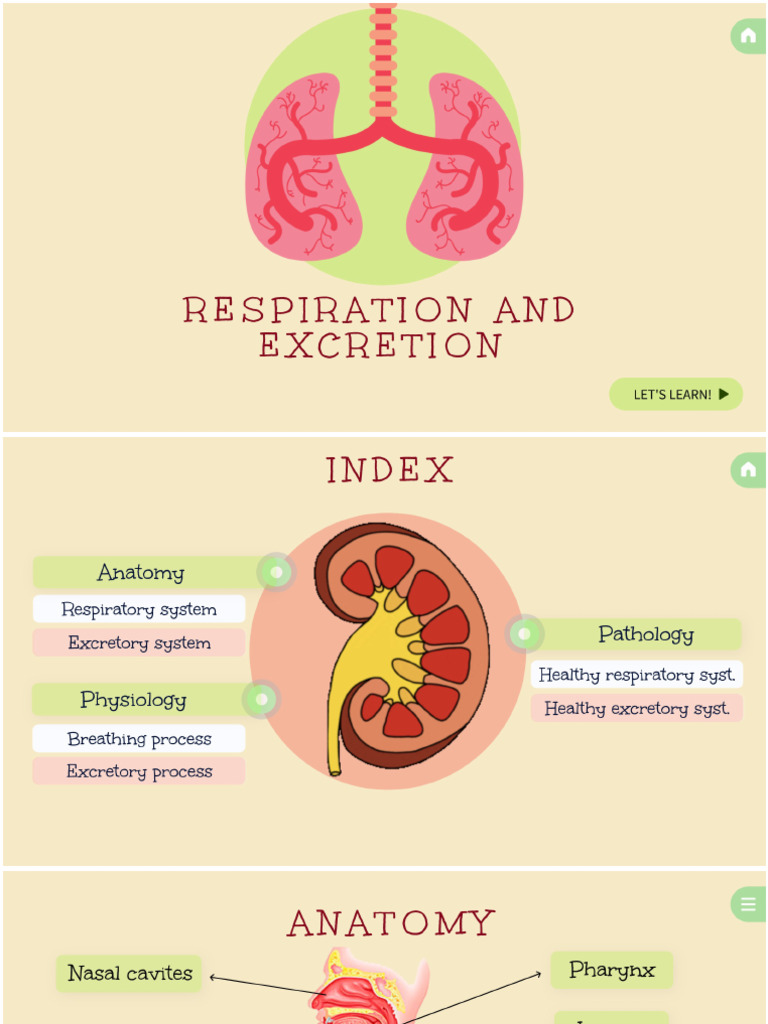 Respiration and Excretion | PDF