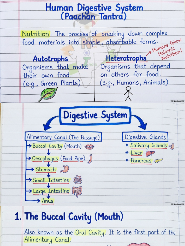 Digestive System Essentials | PDF