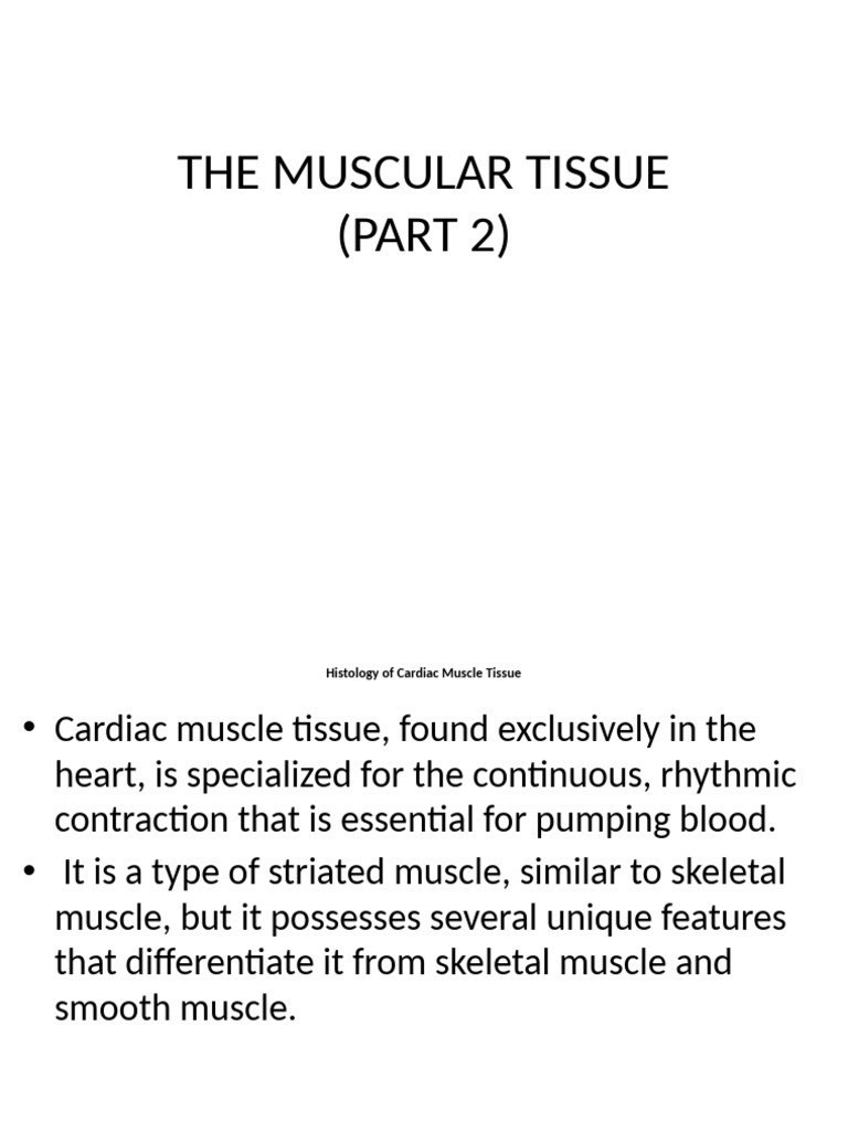 The Muscular Tissue Part 2 | PDF | Cardiac Muscle | Muscle Contraction