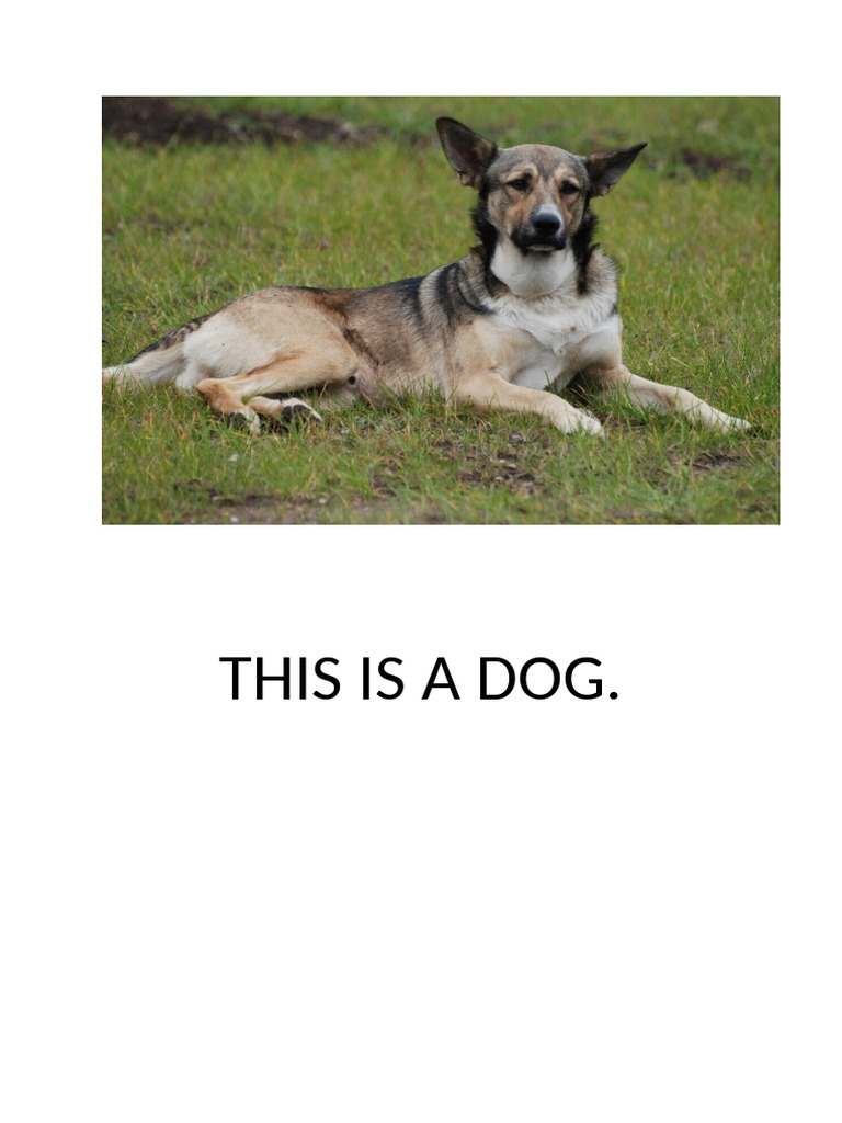 THIS IS A DOG | PDF