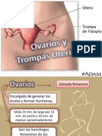 Ovario y Trompas Uterinas