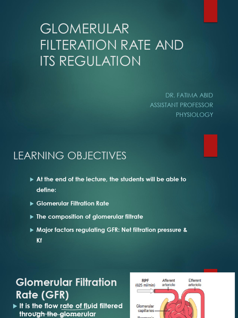 GFR | PDF | Kidney | Hemodynamics
