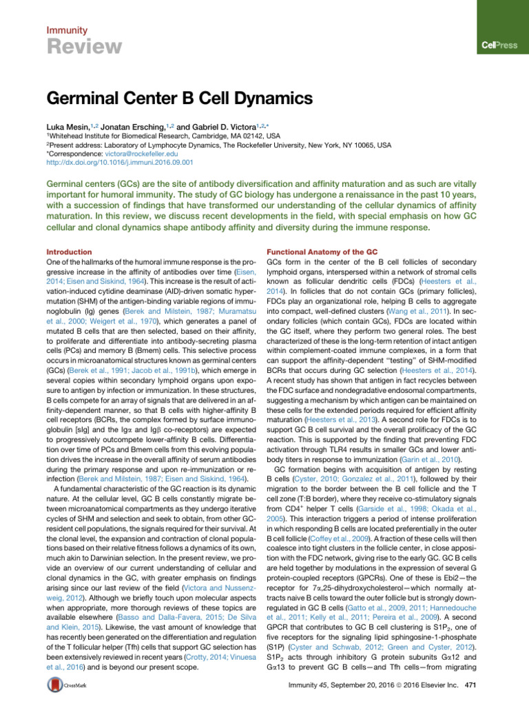 Germinal Center B Cell Dynamics Review | PDF | B Cell | Antibody
