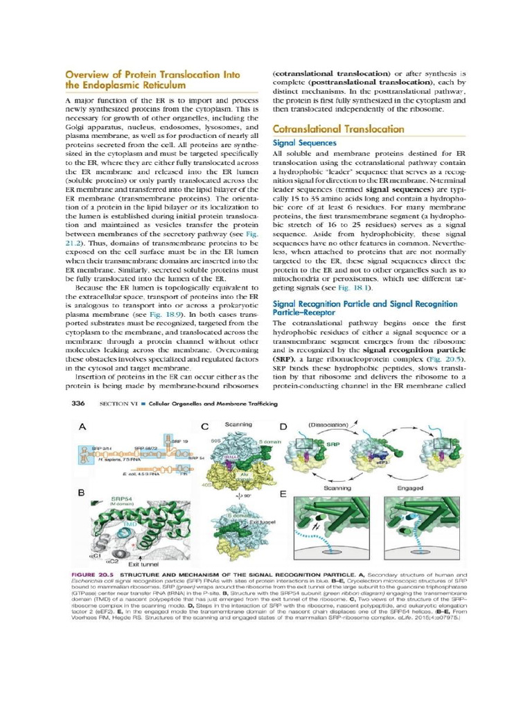 3rd Chap Post Translational Targeting of Proteins Transport in ER | PDF