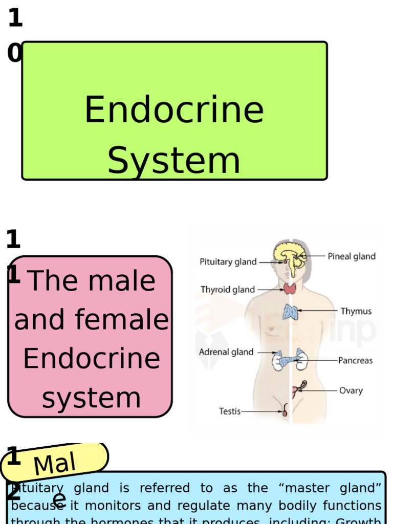 Overview of the Human Endocrine System | PDF