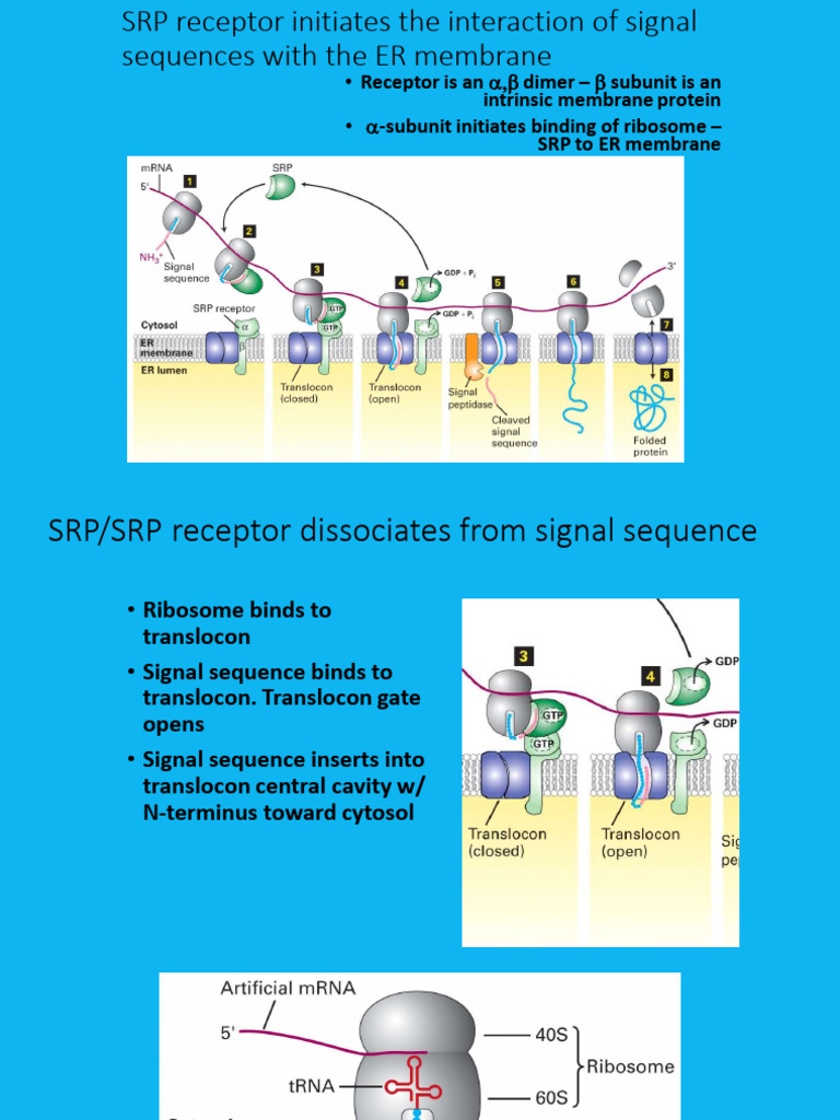 Transport of Proteins Into Mitochondria, Chloroplast Receptor Mediated ...