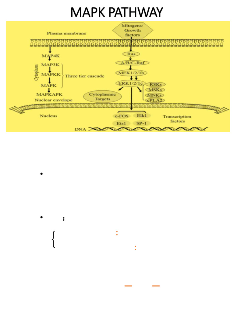 MAPK Pathway Overview and Mechanisms | PDF | Mitogen Activated Protein ...