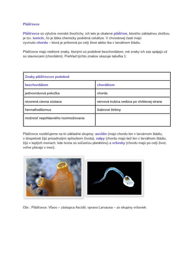 chorda | PDF