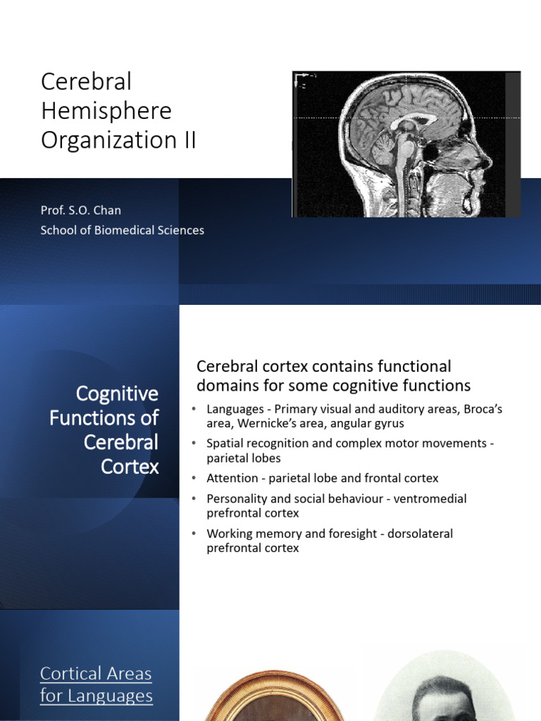 Cognitive Functions of the Cerebral Cortex | PDF | Prefrontal Cortex ...