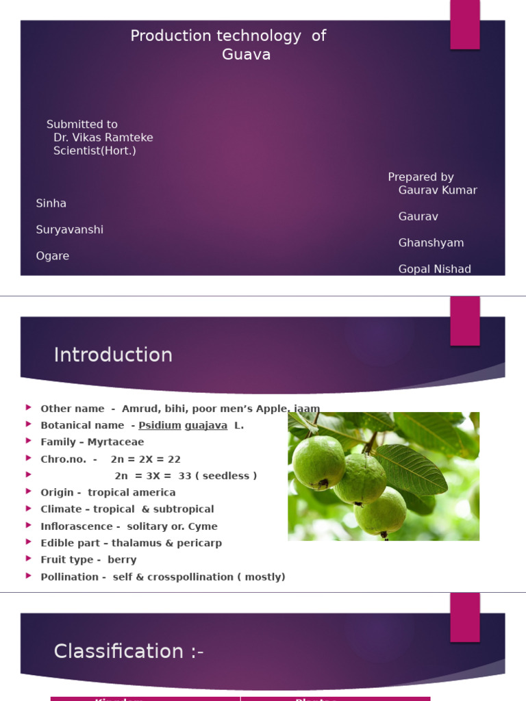 Guava Production Technology Guide | PDF | Fruit | Agriculture