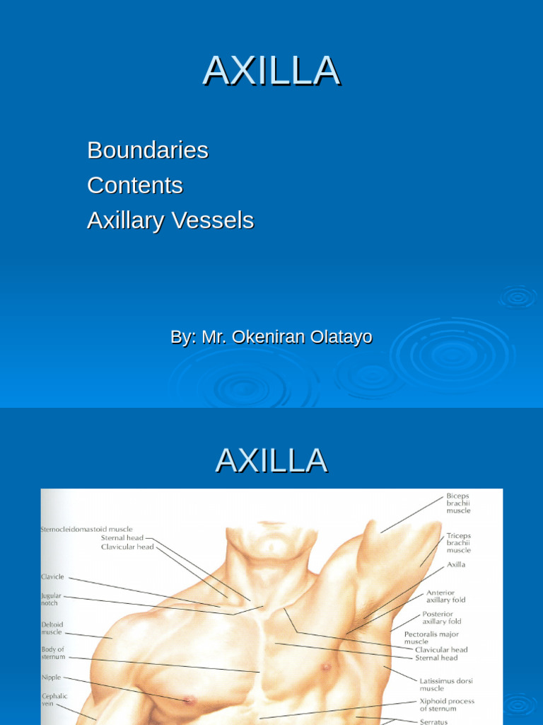 Anatomy of the Axilla and Its Structures | PDF | Arm | Human Anatomy