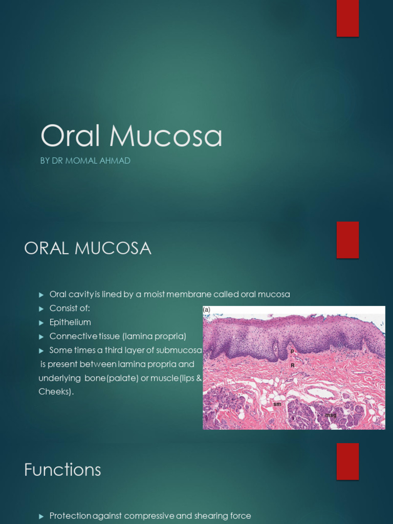 Overview of Oral Mucosa Structure and Function | PDF | Tongue | Epithelium