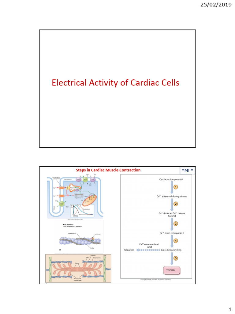 Cardiac Cell Action Potentials Explained | PDF | Heart | Physiology