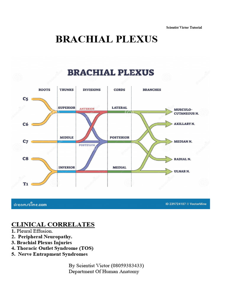 Brachial Plexus Clinical Correlates Guide | PDF