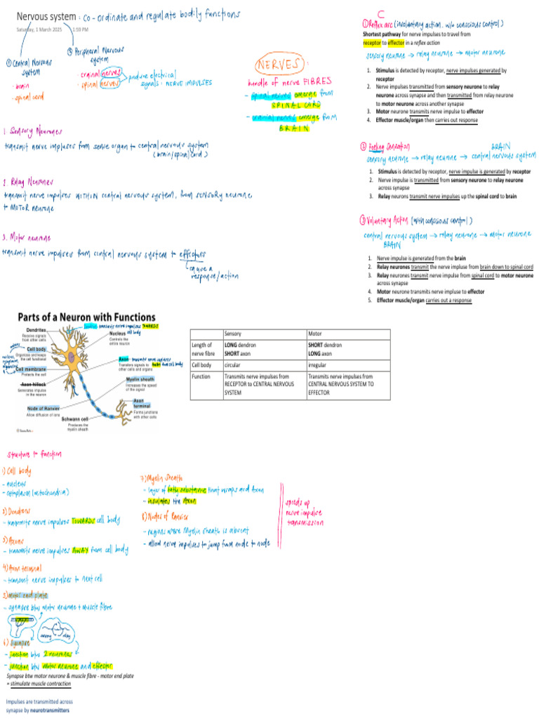 Nervous system notes | PDF | Nerve | Motor Neuron