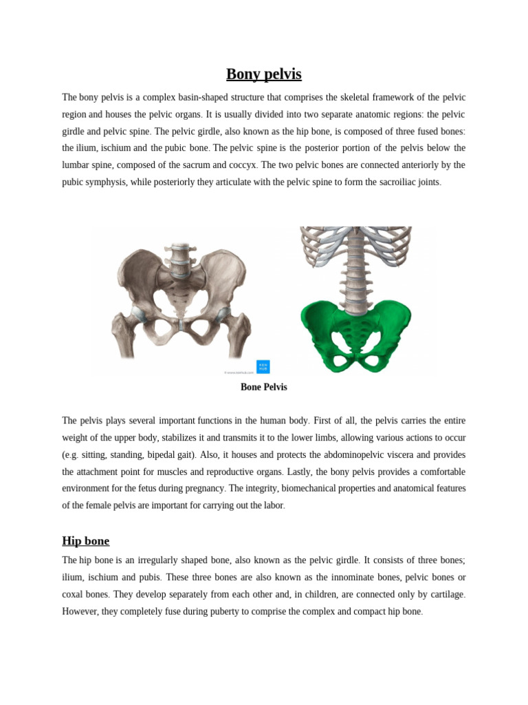 Anatomy and Functions of the Bony Pelvis | PDF | Pelvis | Hip