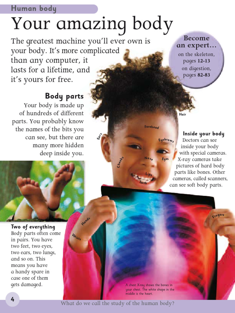 Understanding the Human Body Basics | PDF | Human Body | Muscle