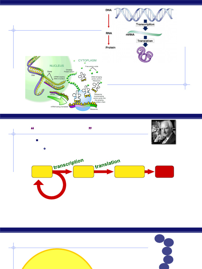 Biology (Gene Expression) S201 | PDF | Rna | Messenger Rna