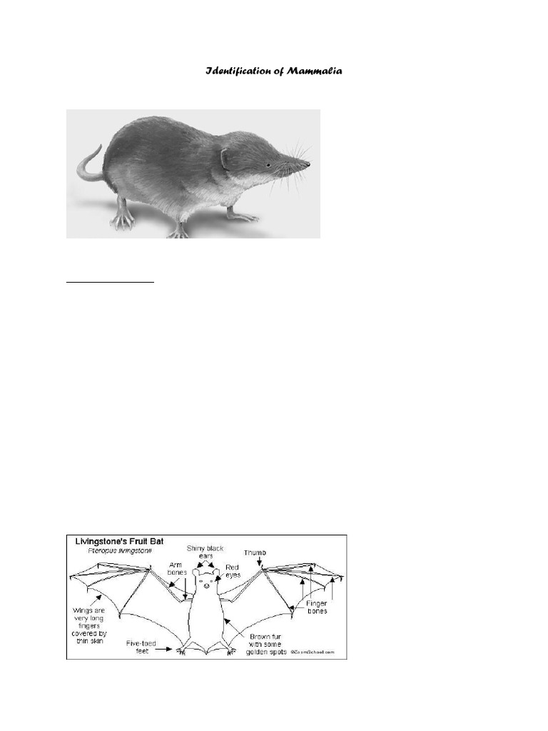 Mammalia Identification Guide | PDF | Bat | Mammals