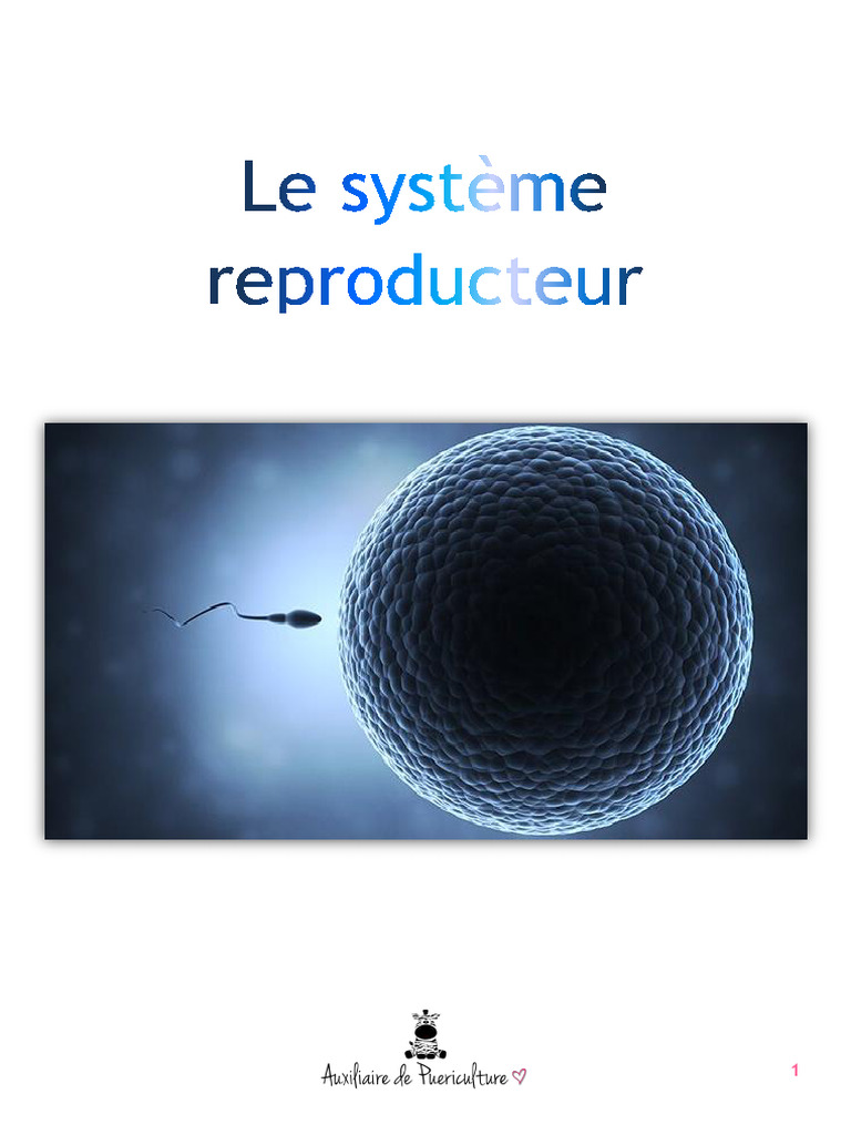 Anatomie du Système Reproducteur Humain | PDF | Cycle menstruel | Utérus