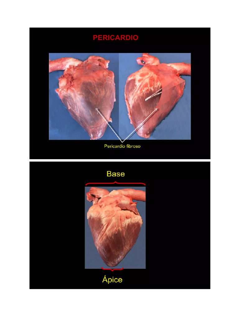 Corazón | PDF