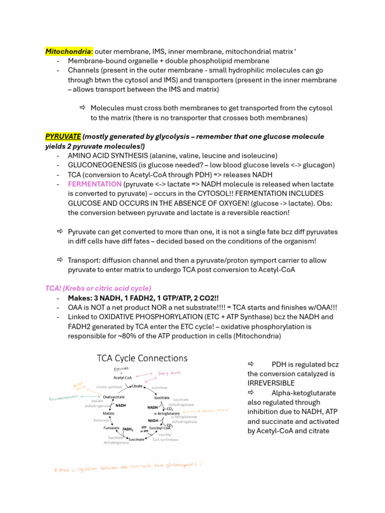 Mitochondrial Metabolism Overview | PDF | Citric Acid Cycle | Chemistry