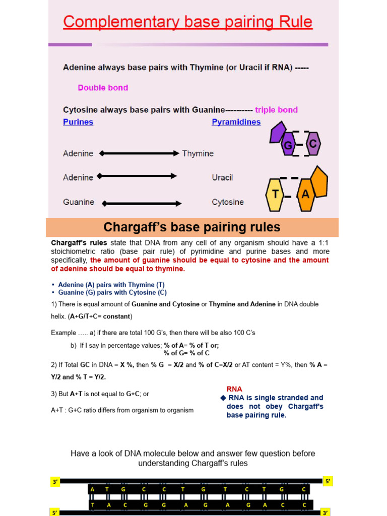 Chargaff's Base Pairing Rules Explained | PDF | Rna | Sense (Molecular ...