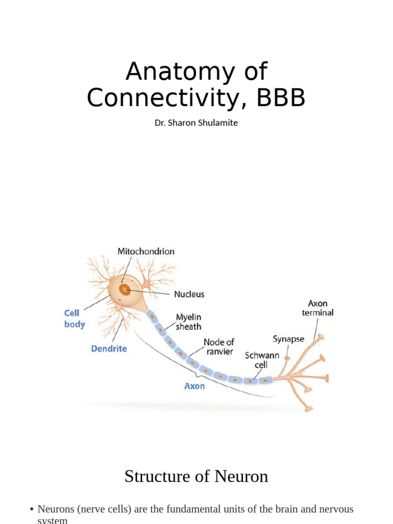 Understanding Neuron Structure and Function | PDF | Neuron | Axon