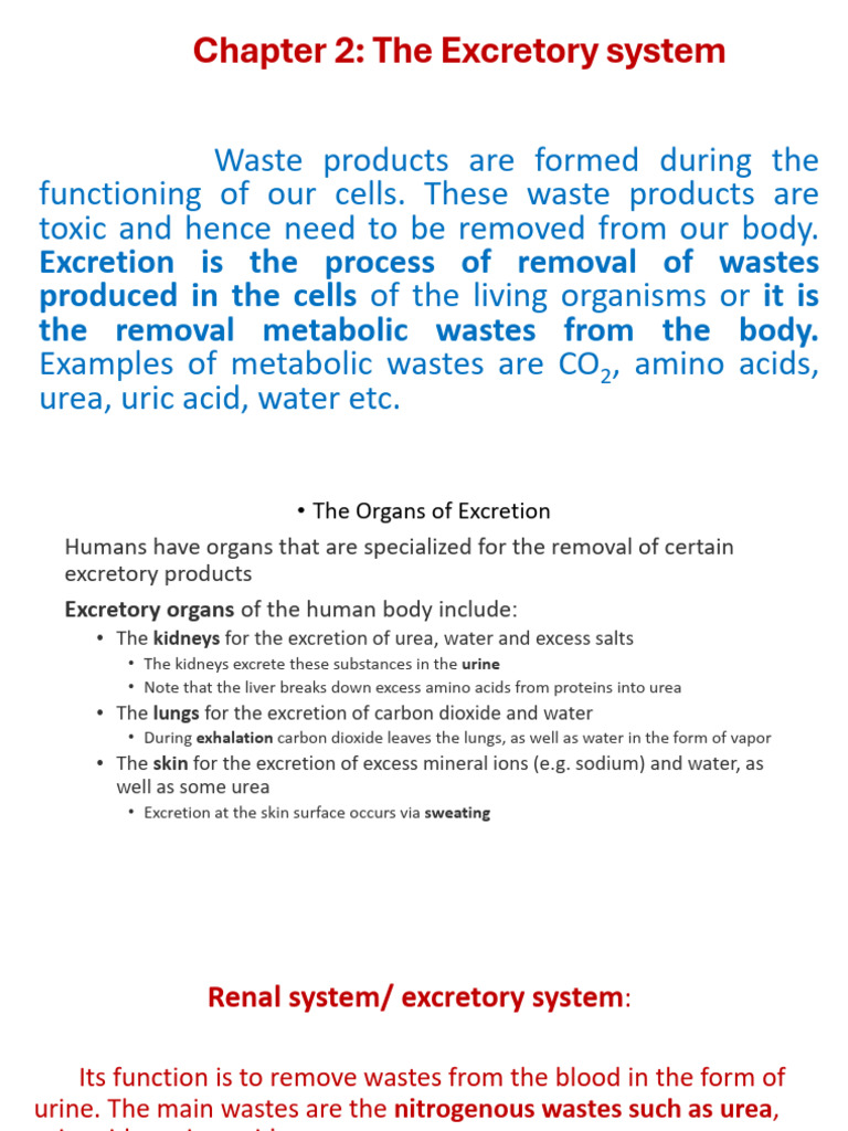 8th grade 2nd chapter ^J Excretion | PDF | Excretion | Kidney