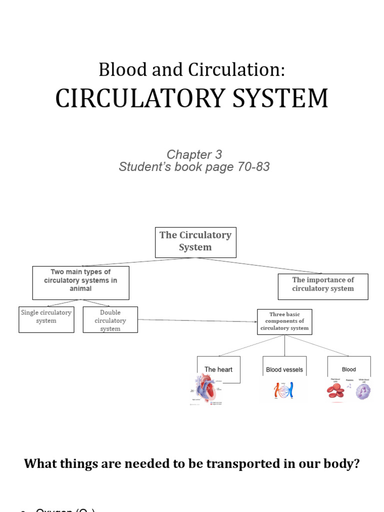 Understanding the Circulatory System | PDF | Heart | Coronary Circulation