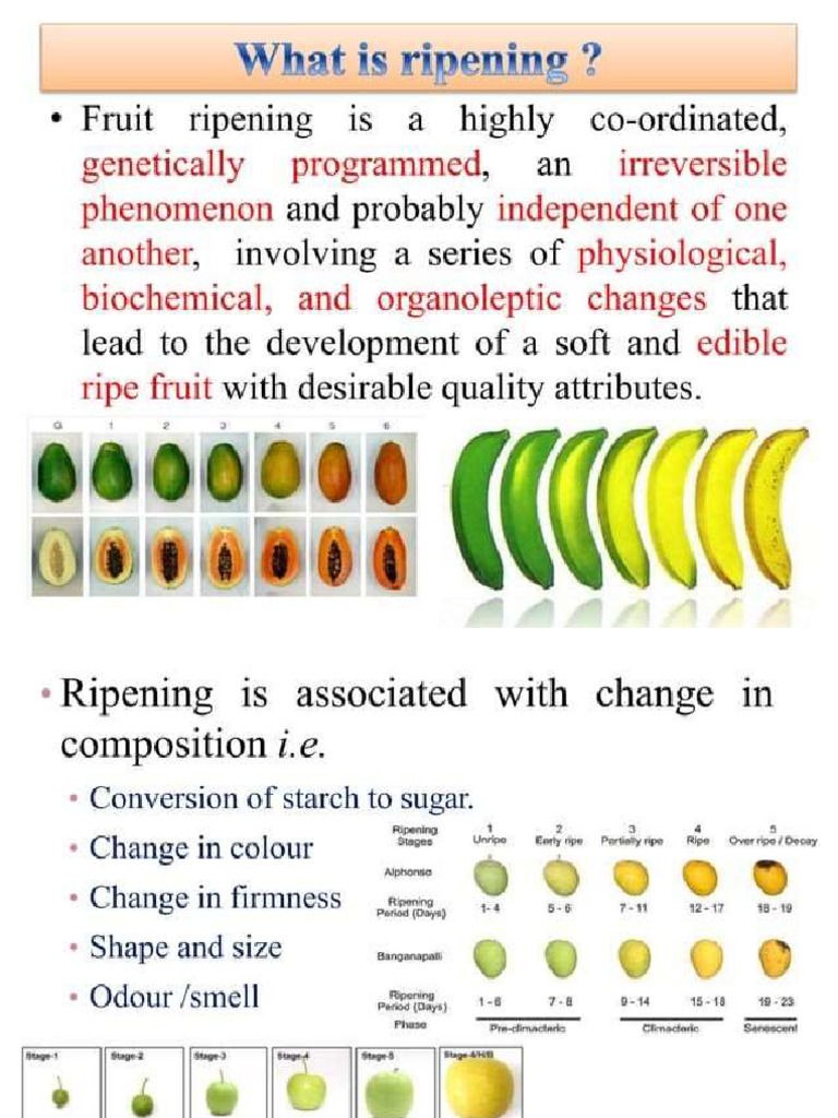 Fruit Ripening | PDF