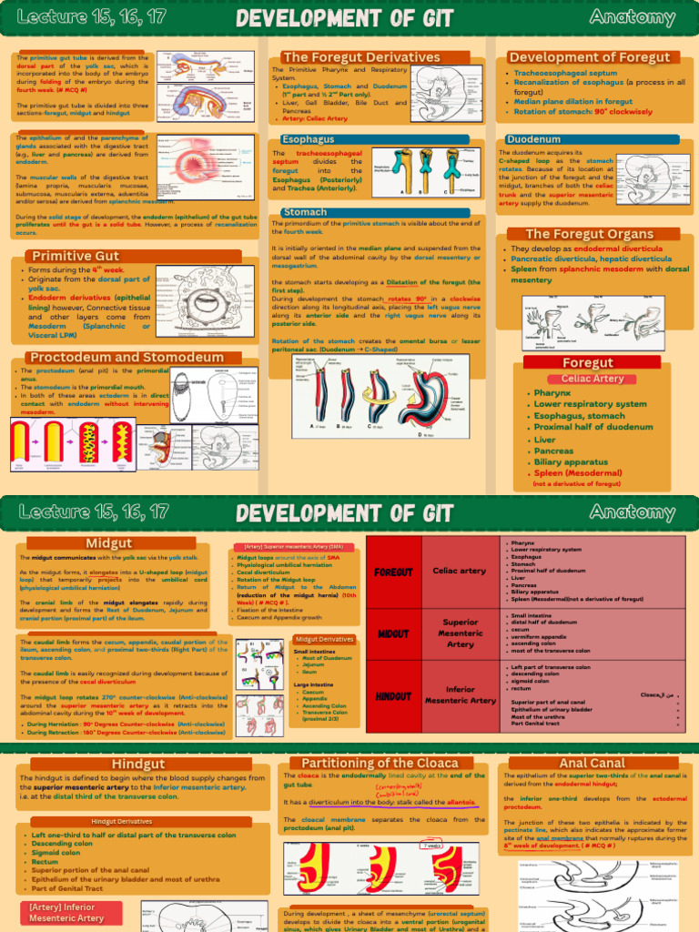 Development of the Gastrointestinal Tract | PDF | Large Intestine ...