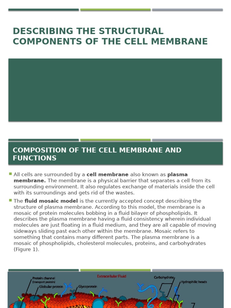 Cell Membrane Structure and Functions | PDF | Cell Membrane | Phospholipid