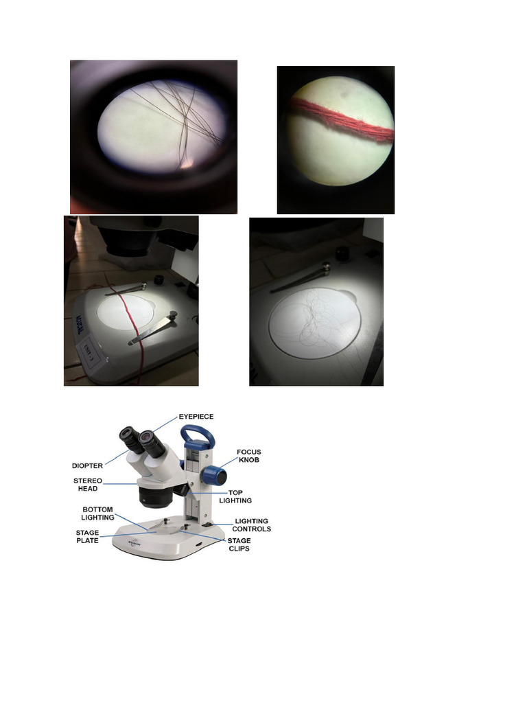 Stereo Microscope Image PDF | PDF