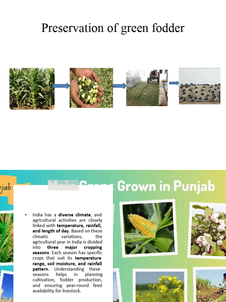Green Fodder Preservation Techniques | PDF | Crops | Agronomy