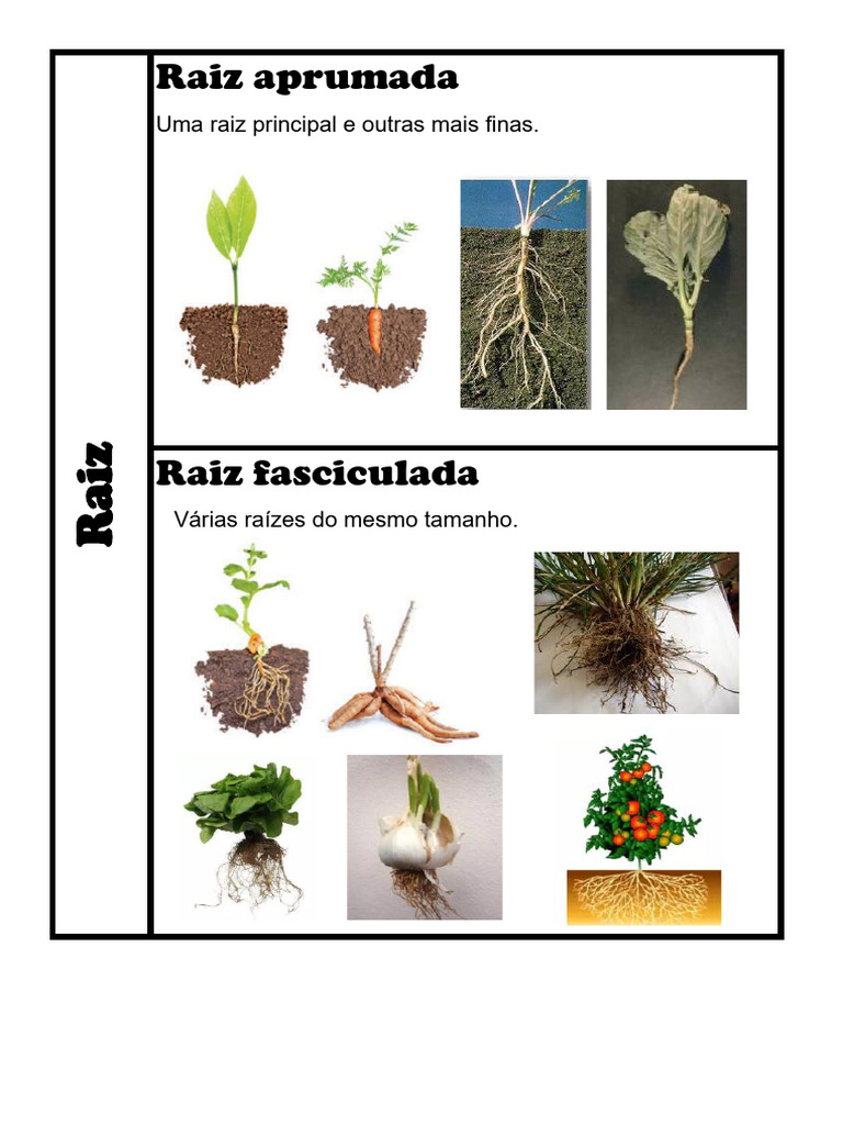 Raiz Fasciculada e Aprumada | PDF