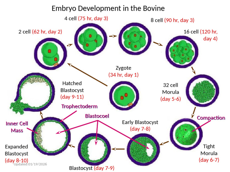 Embryo Development in the Bovine | PDF