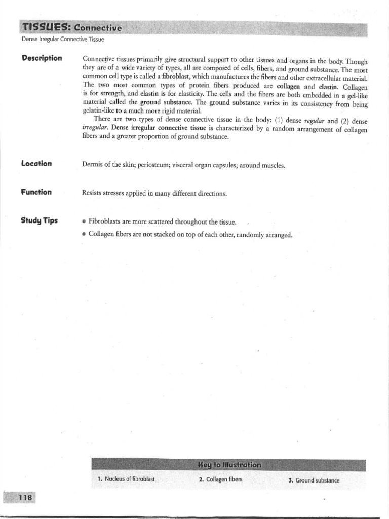 Week 3 - AVAG Lab Manual - Chapter 5 Tissues 2 | PDF