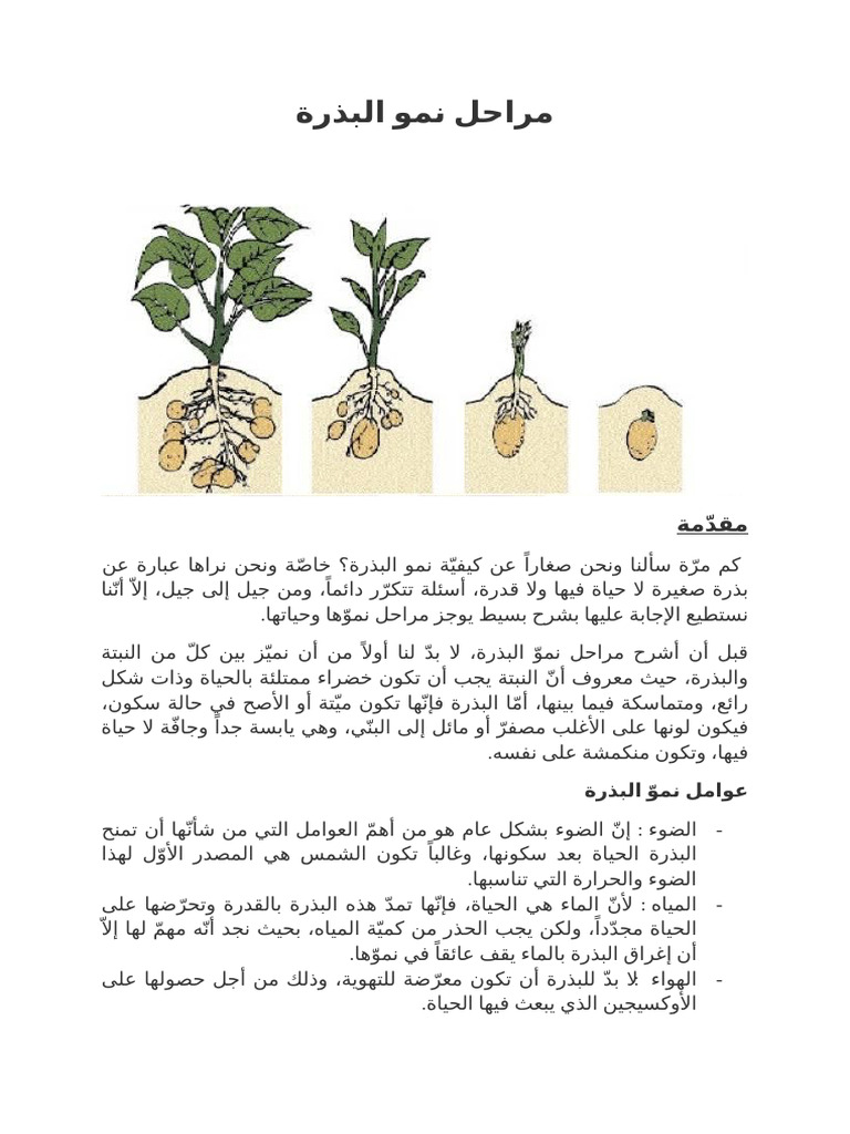 مراحل نمو البذرة | PDF