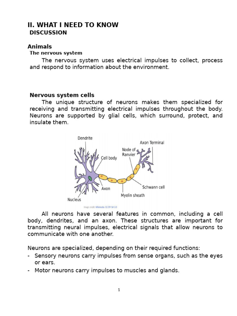 Nervous and Endocrine Systems Overview | PDF | Plant Hormone | Nervous ...