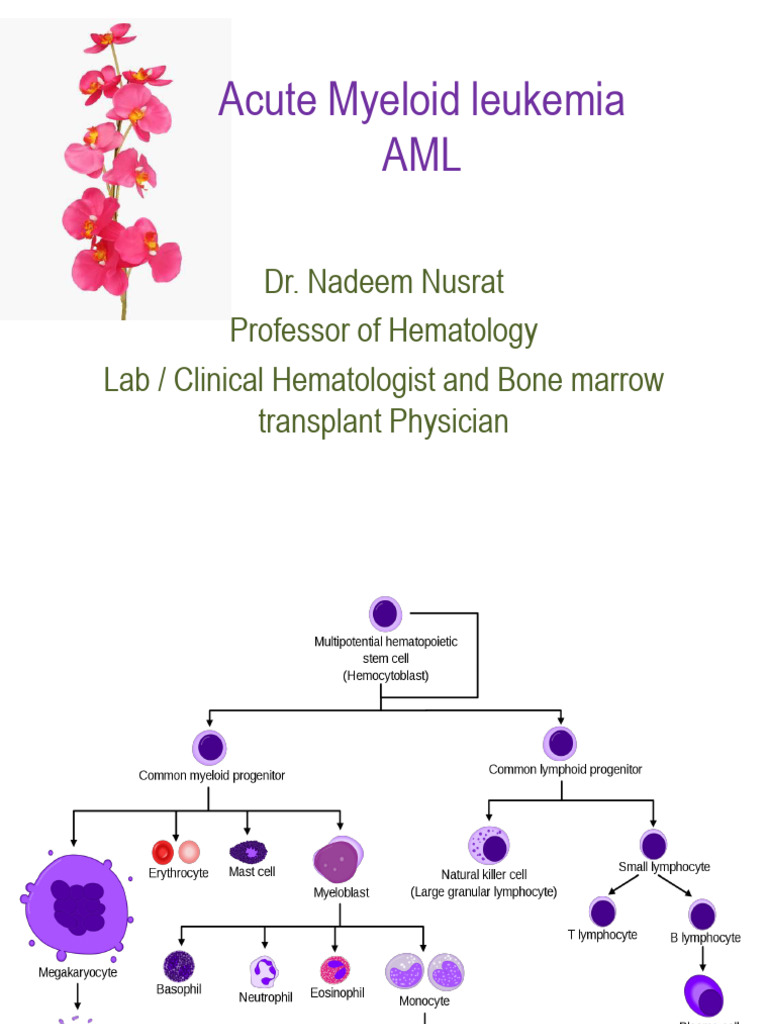 Understanding Acute Myeloid Leukemia | PDF | Leukemia | Hematopoietic ...