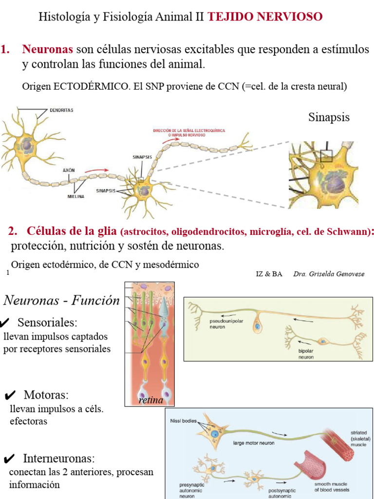 Teorica de Histologia y Fisiologia Animal II 2025 Tej. Nervioso.pptm ...