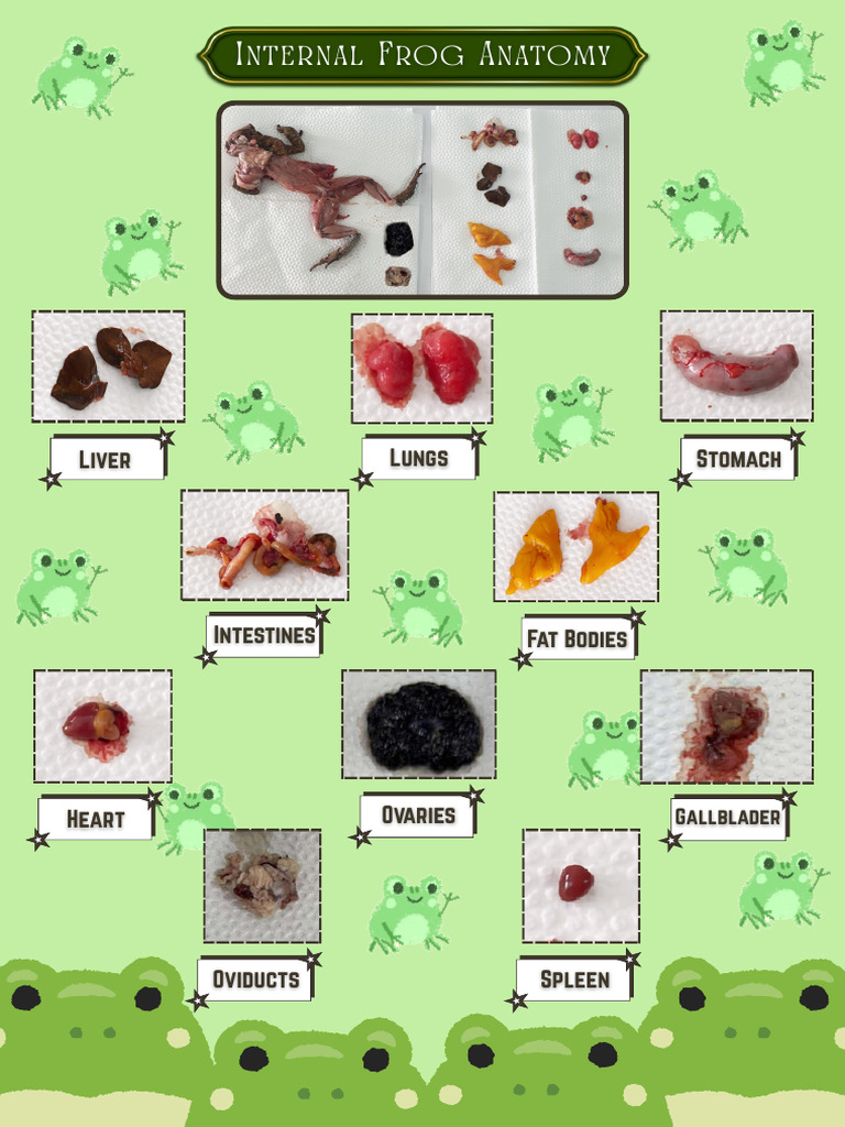 Internal Anatomy of Frogs Explained | PDF